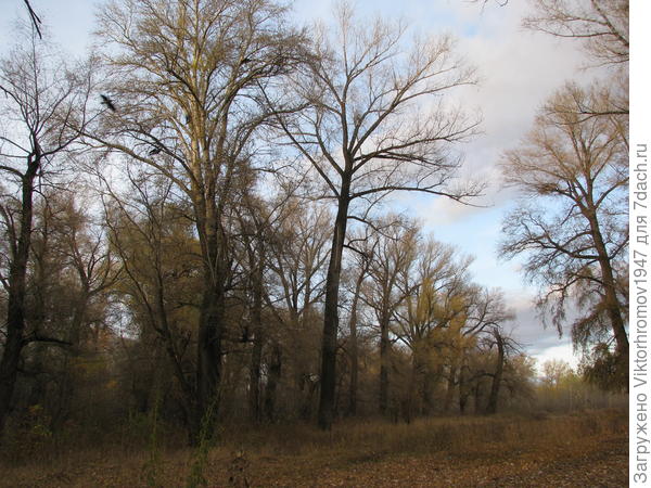 грибные места