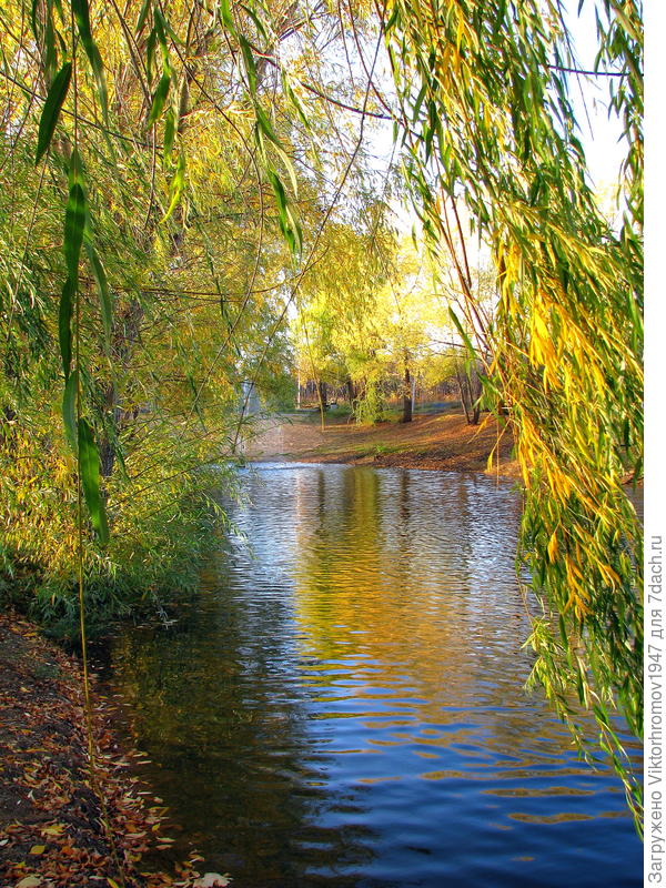 Осенний пруд