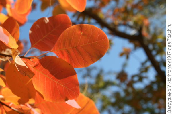 Осенний цвет!