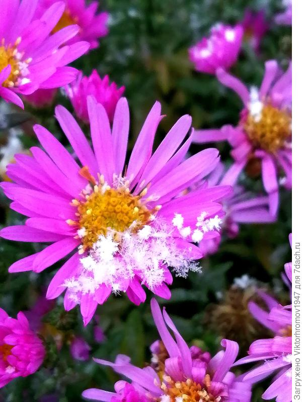 Первые снежинки...