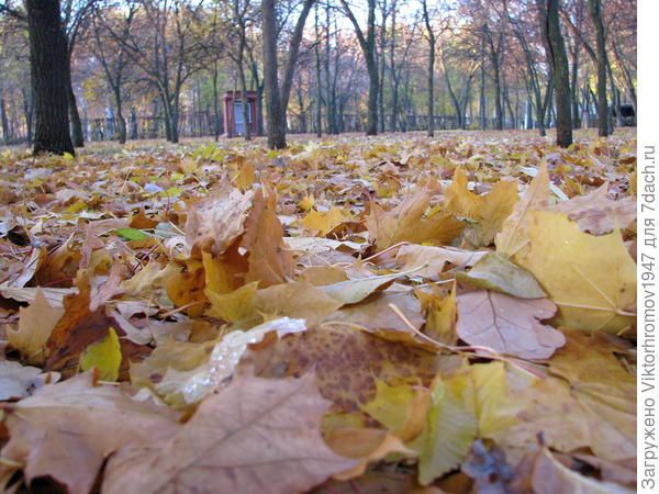 Осеннее пышное одеяло...