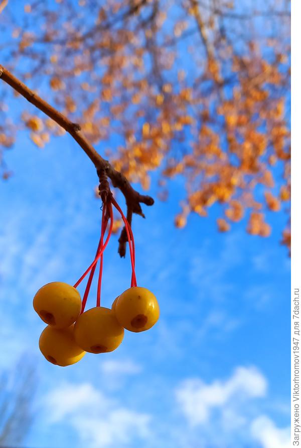 Дичка, но варенье вкусное...