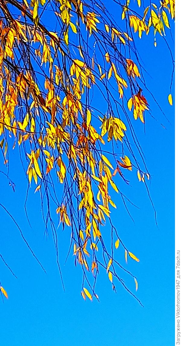 Ива готова к Оени