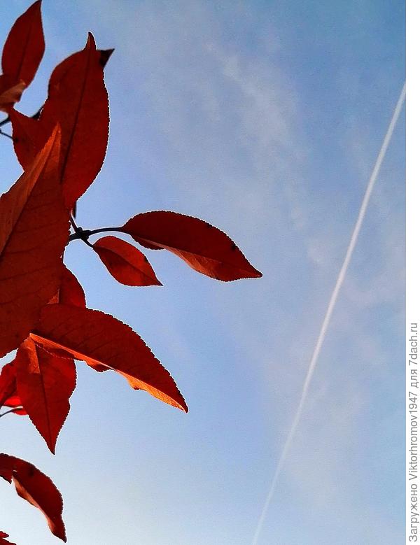 Чистое небо над головой...