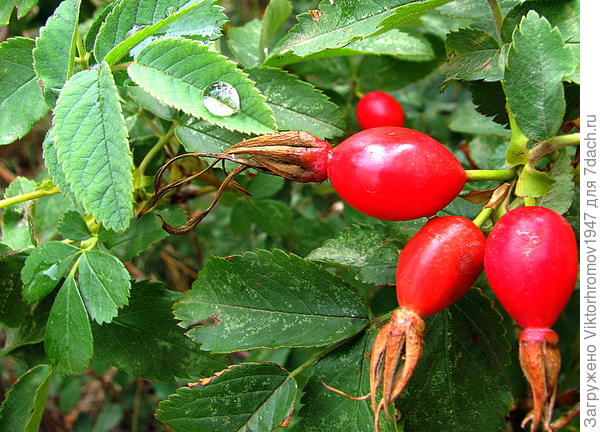 Лесные "витаминки"...