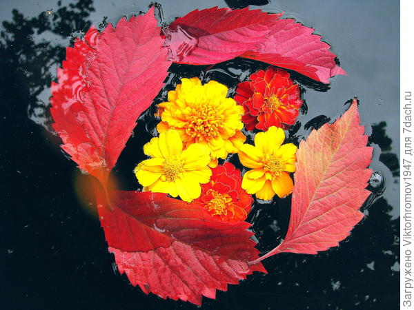 Осенний натюрморт...