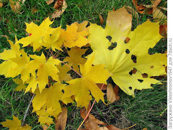 Кленовые листочки