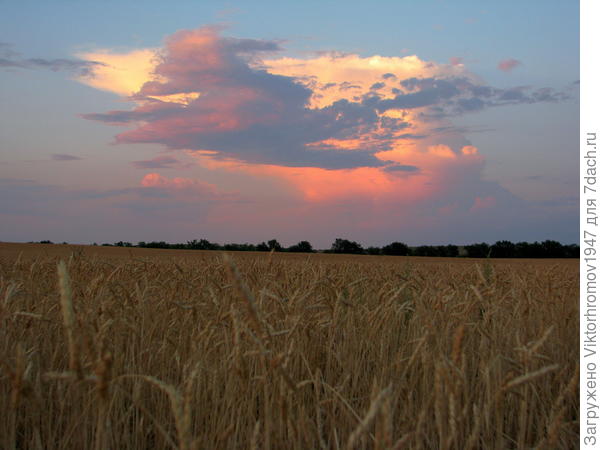 Осенью в пору созревания зерновых культур мы наблюдаем такую красивую картину. Старожилы говорят что это к хорошему урожаю...