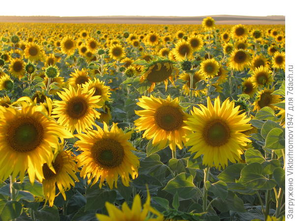 Подсолнечник...