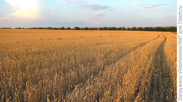 Дорога Агронома...