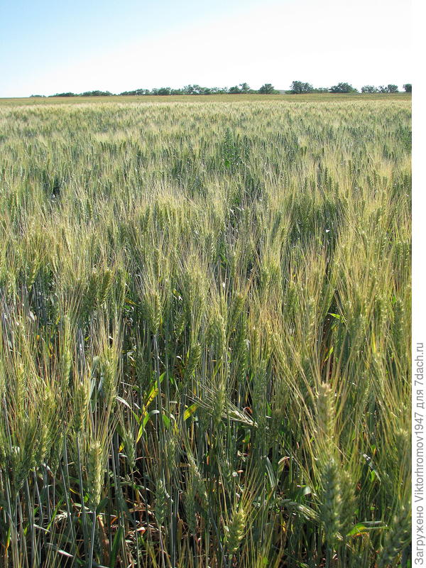 Пшеница "колосится!  (опыляется)