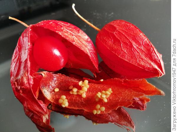 Чем не красавиц Овощной Физалис!