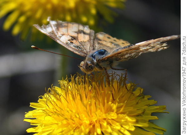 уДАЧная встреча...