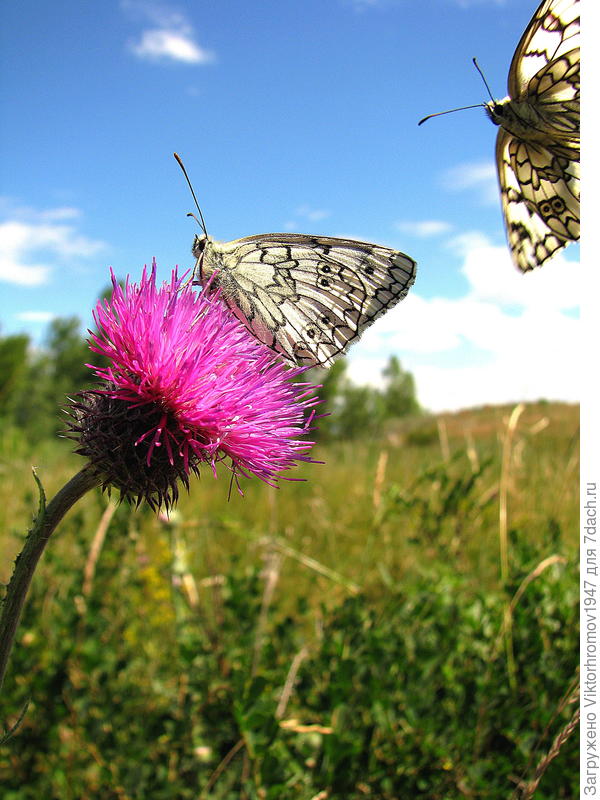 Приятное знакомство!...