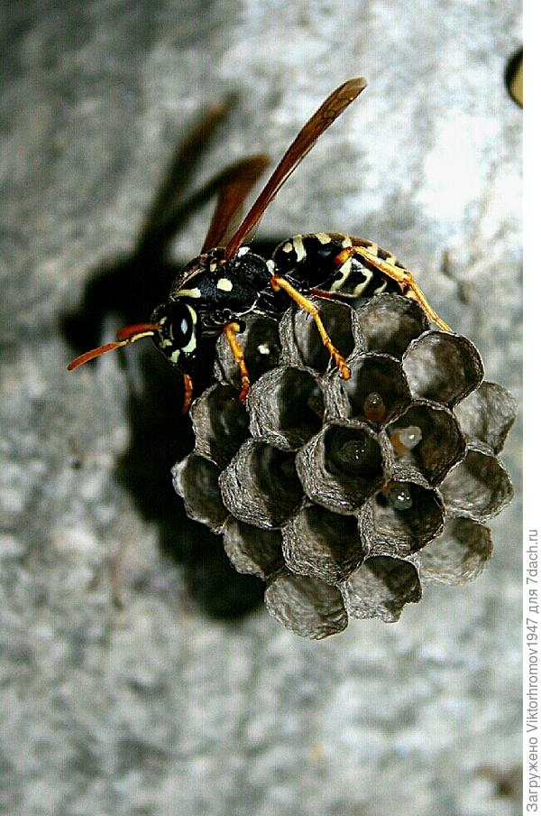 Ох и надоели! Конечно и покусали...