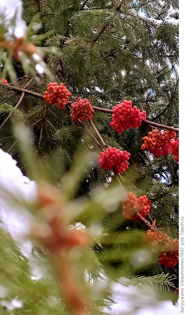 ...холодно ли, тебе " девочка?"