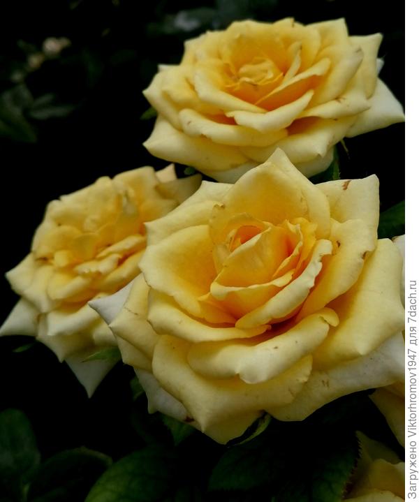 Радости Благополучия Приятных впечатлений