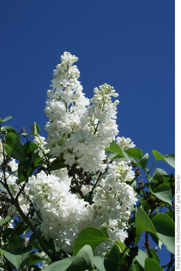 Мирного неба. Благополучия!!!