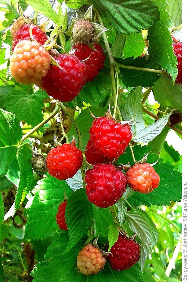 Пусть Вашу семью окружает добро и Вы радовались вместе с ними!