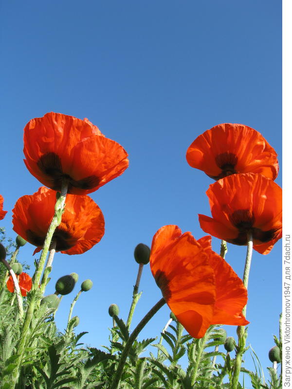 Мирного неба!!!