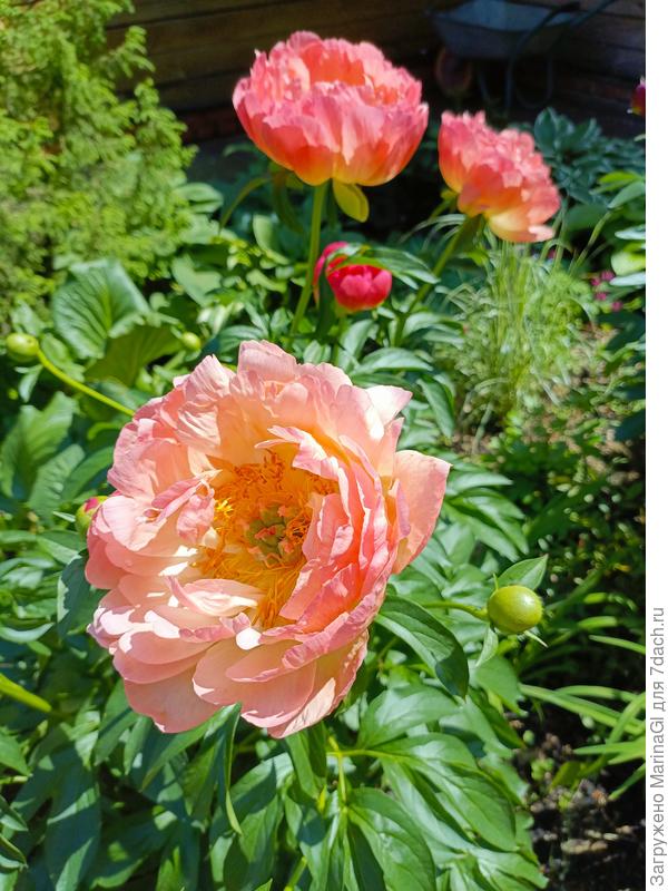 Не знаю, видно ли, но цветы все разные по цвету..