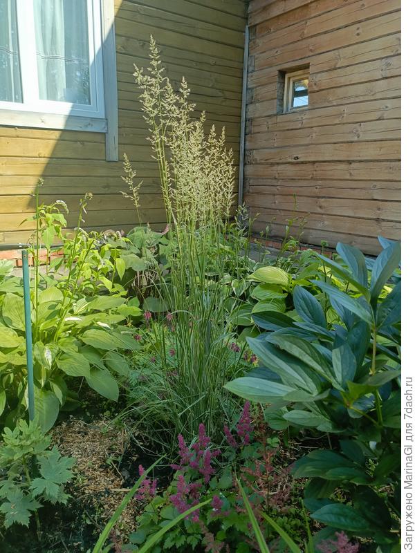 Вид в темный угол метелки видны более четко