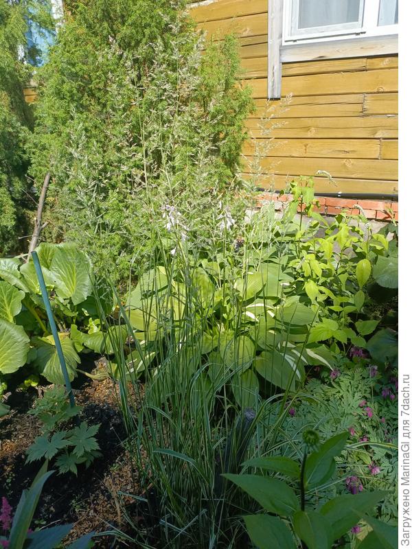 Солнце светит сквозь метелки и их почти не видно