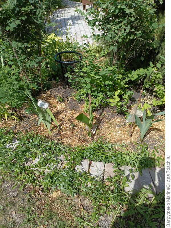 Вот они дверсанты - в середине типа кровохлебка, по краям типа лиатрис..