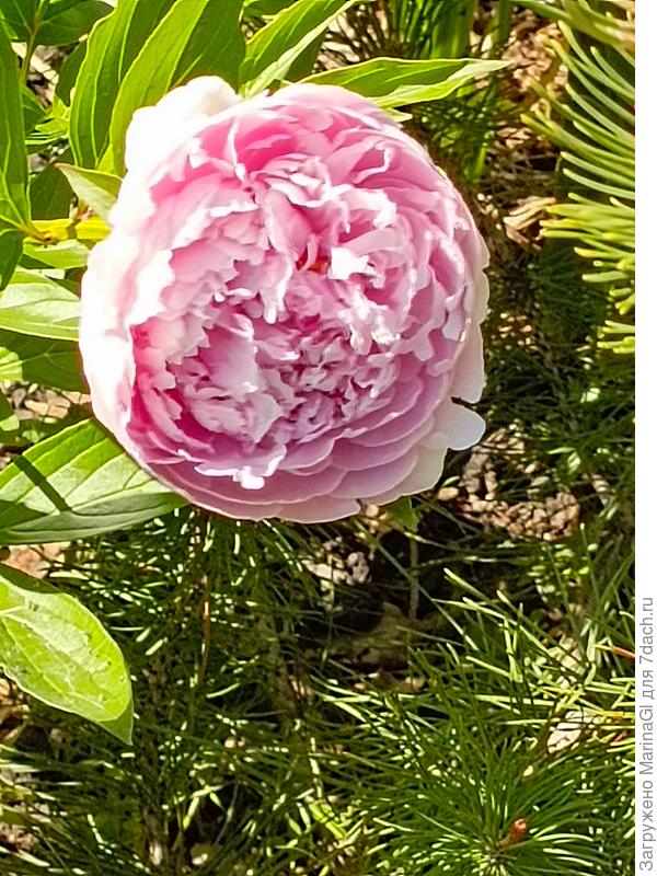 Вот пион, который живет у меня с именем Сары Бернар