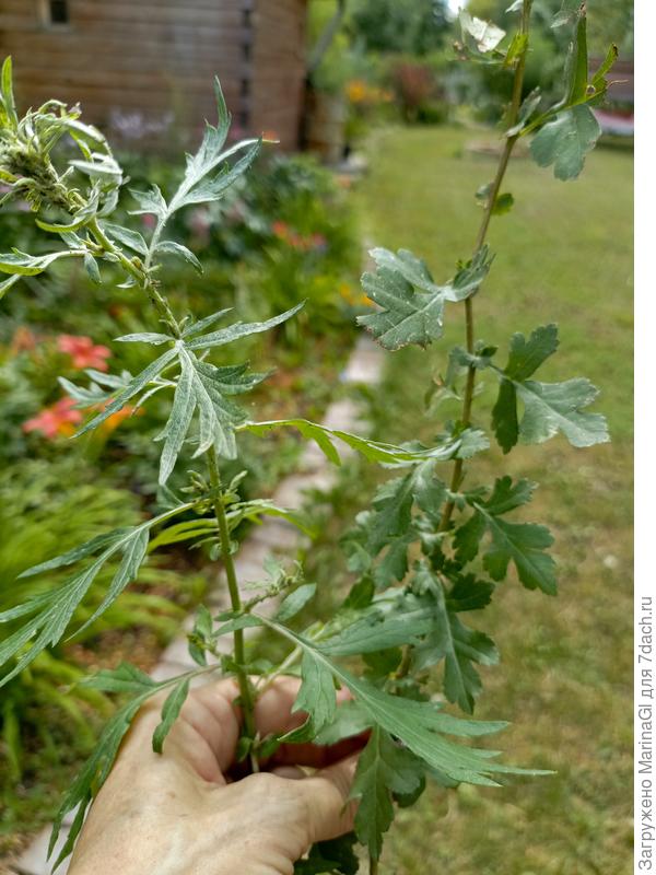 Полынь слева, боярышник справа