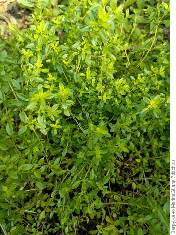 тот, что попышнее (сорт не опознался)