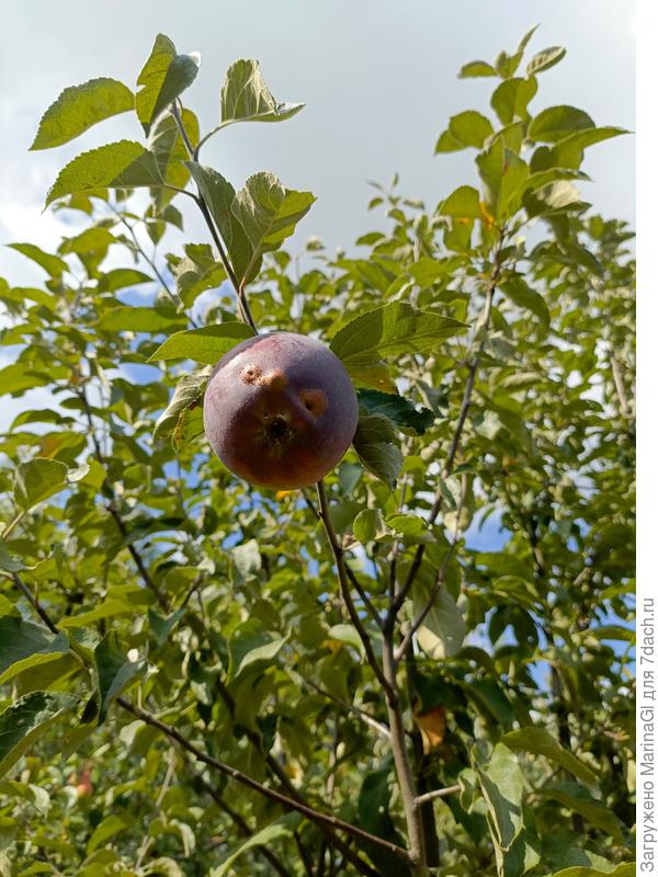 Что, достала, съела? А висеть я буду долго и падать не собираюсь..