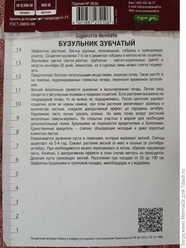 Бузульник Зубчатый