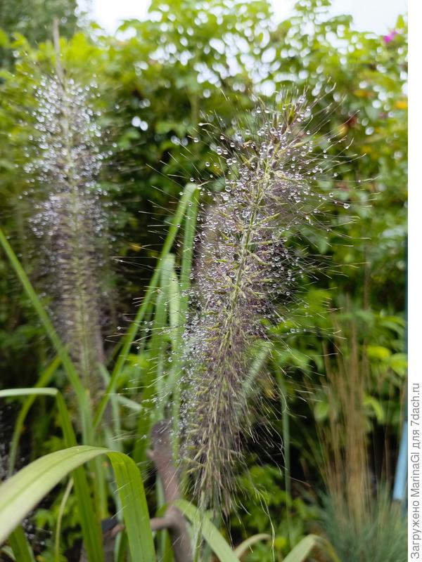 Это новый житель -мокрый после дождя пеннисетум лисохвостный Хамелеонлисохвостный