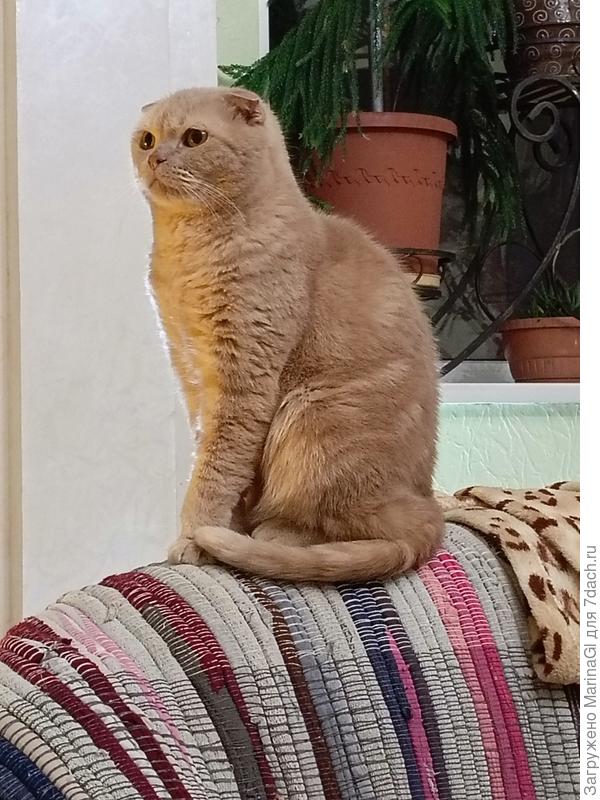 Шотландец Симба