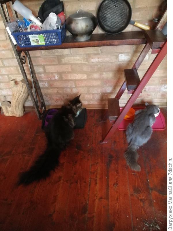 Хвост!!! и хвост