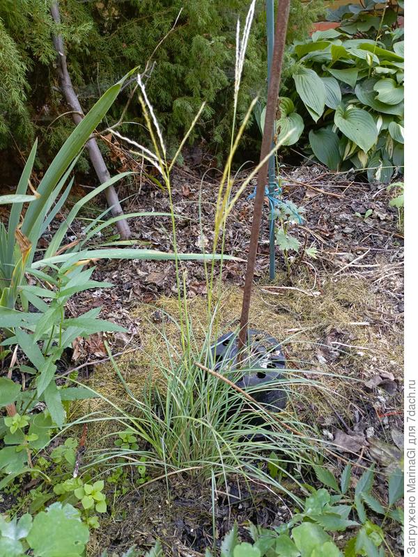 Мискантус Адажио