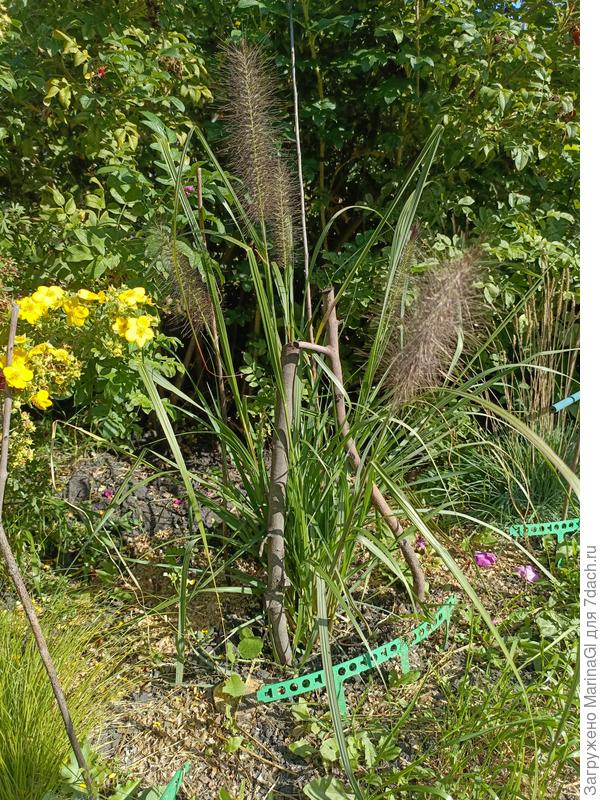 Пеннисетум Блэк Бьюти