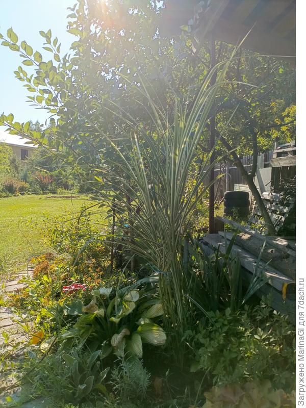 Мискантус Вариегатный