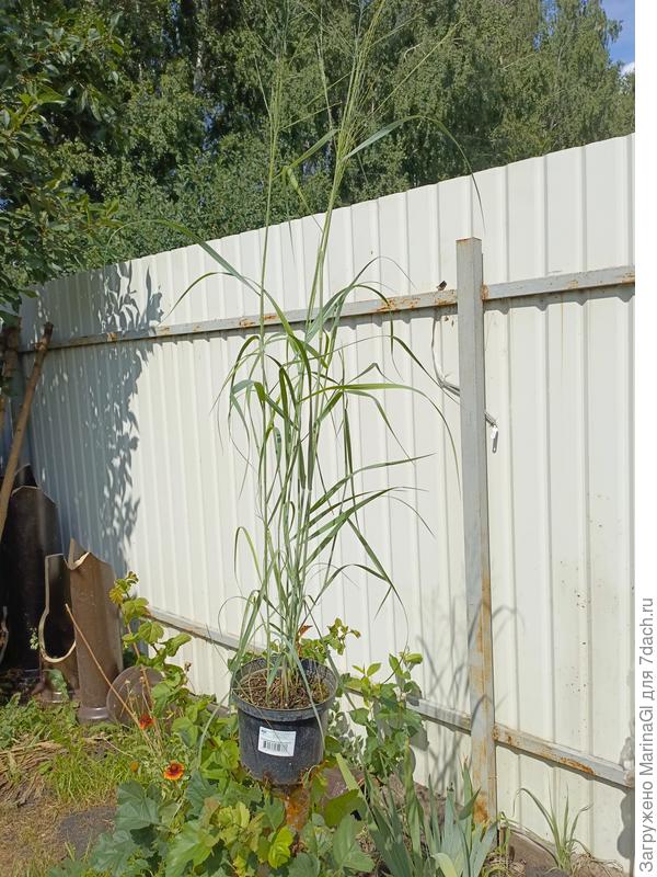 Просо прутьевидное Прейри Скай - пока еще в горшке, можно оценить качество товара