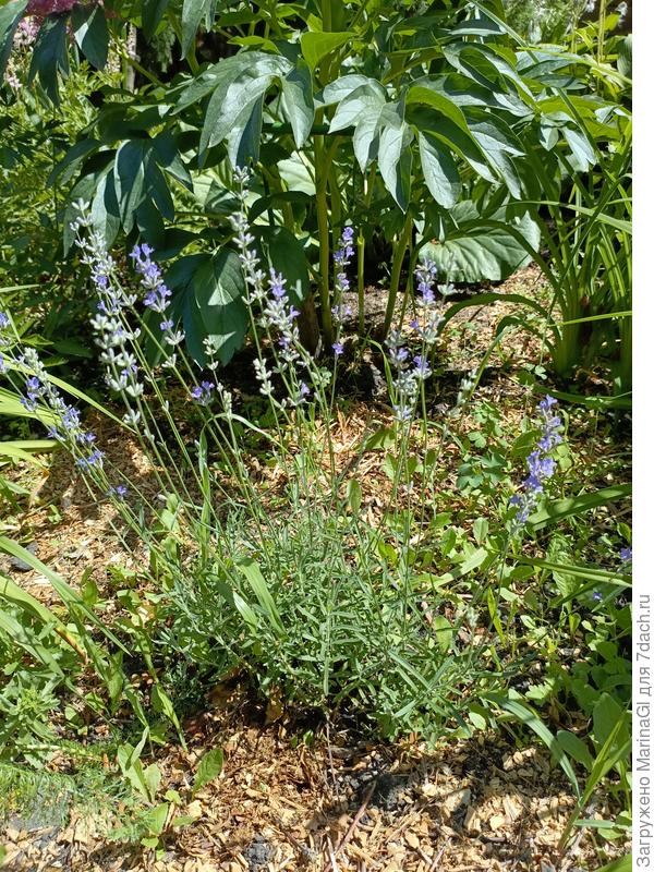 Перед пионами вдоль дорожки