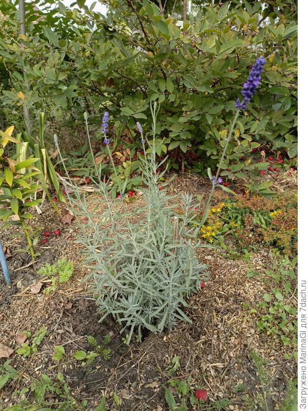 Синяя лаванда на фоне жимолости