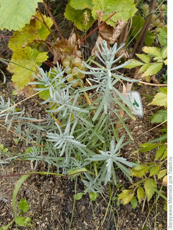 Позади виноград Тимур, вполне спелый кстати