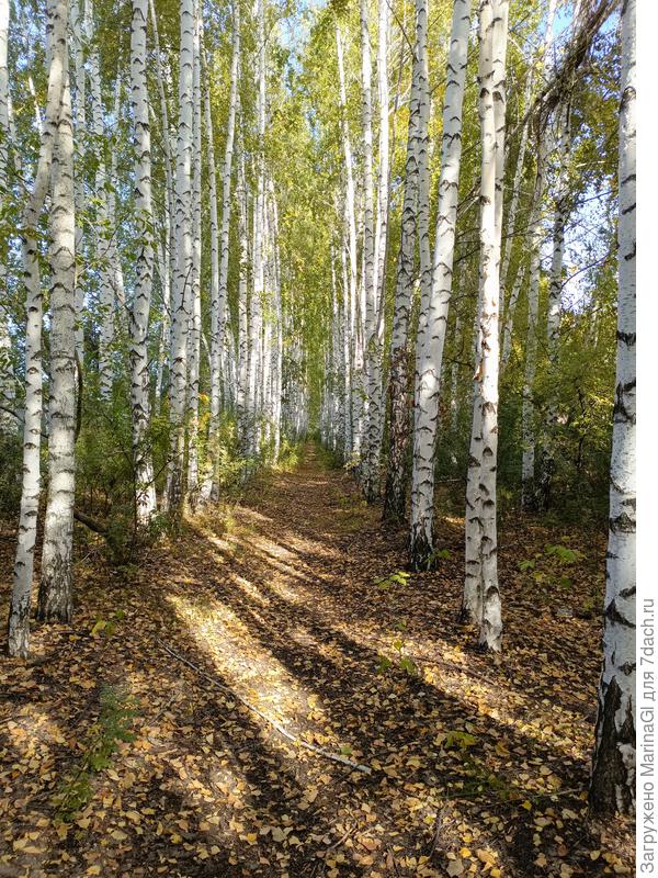 Дорога к дому через посадку