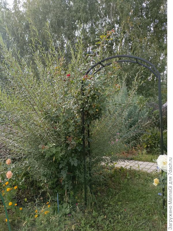 Роза Карнавал