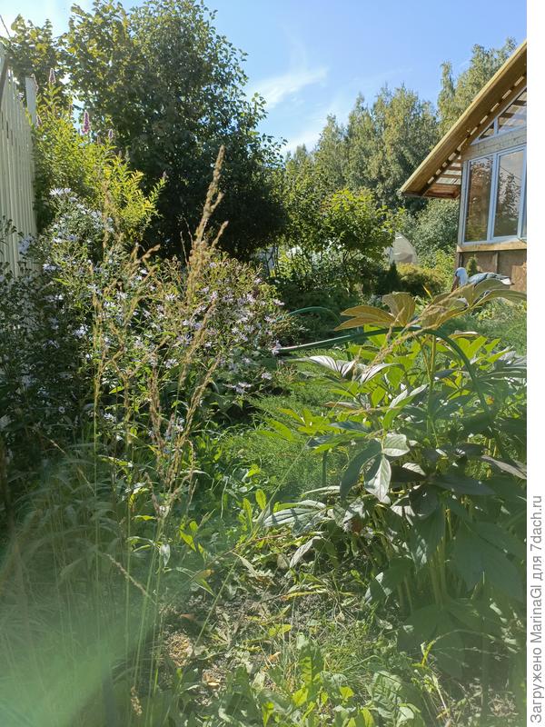 Молиния голубая Дудзус