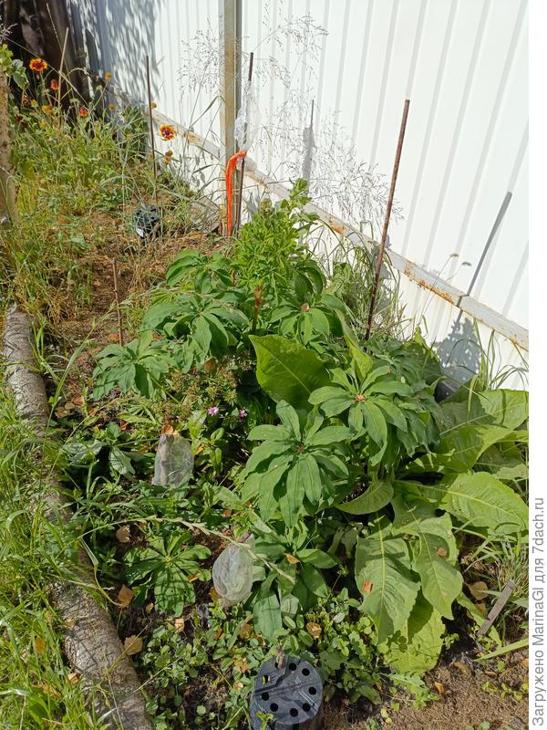 Странная компания - кто тут главный?