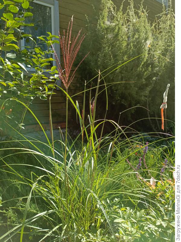 Мискантус Ред Чиф