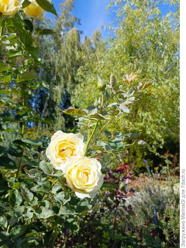 Любимая роза Шопен