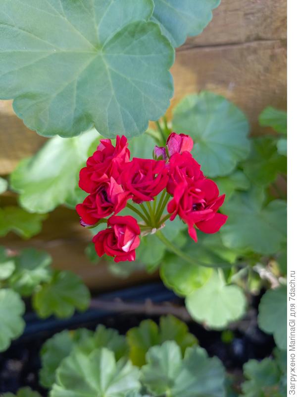 Пеларгония с неизвестным мне названием